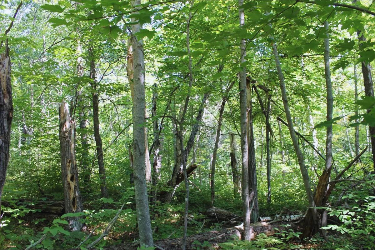 Next to Golf Course w/Camper - Golf Cir, Garrison, MN 56450, USA