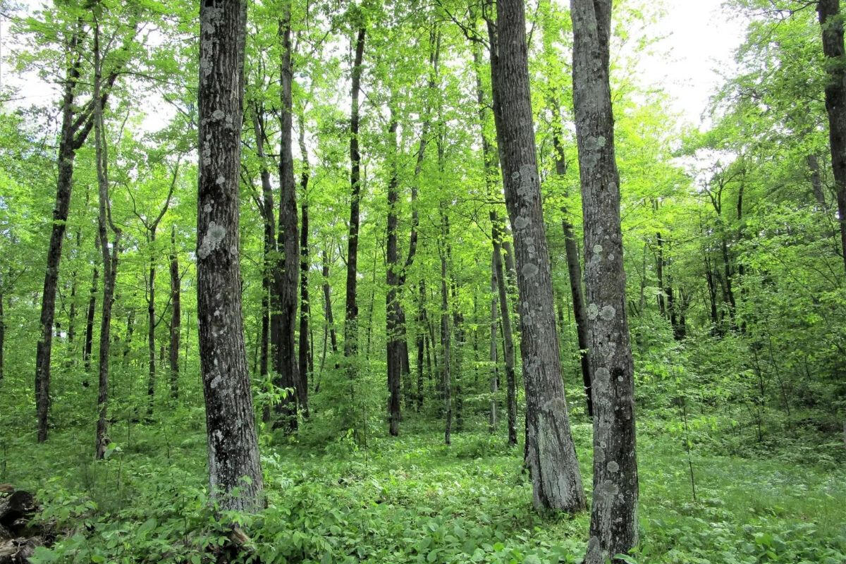 Next to Golf Course w/Camper - Golf Cir, Garrison, MN 56450, USA