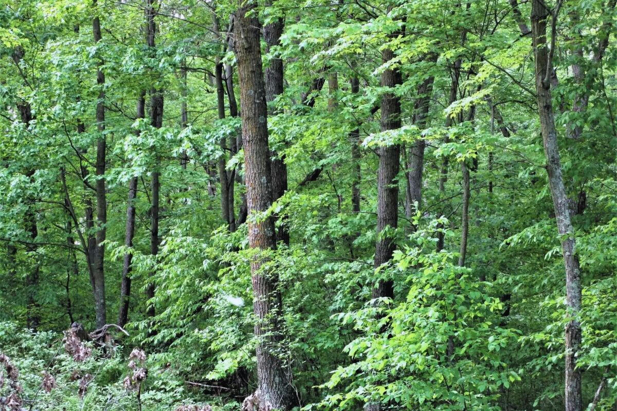 Next to Golf Course w/Camper - Golf Cir, Garrison, MN 56450, USA